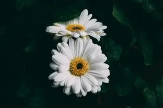 Shasta Daisy