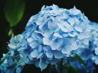 Hydrangea